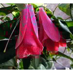 Bloemen-flowers Lapageria rosea - Chilean bellflower