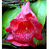 Bloemen-flowers Lapageria rosea - Chileense belvormige bloem