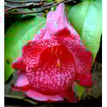 Bloemen-flowers Lapageria rosea - Chileense belvormige bloem