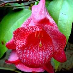 Bloemen-flowers Lapageria rosea - Chileense belvormige bloem