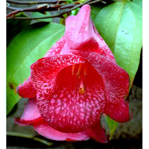 Bloemen-flowers Lapageria rosea - Chilean bellflower