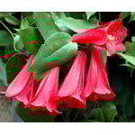 Bloemen-flowers Lapageria rosea - Copihue