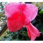 Bloemen-flowers Lapageria rosea - Chilean bellflower