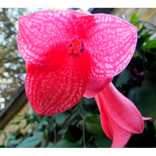 Bloemen-flowers Lapageria rosea - Chileense belvormige bloem