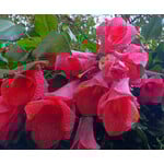 Bloemen-flowers Lapageria rosea - Chileense belvormige bloem