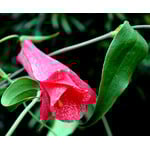 Bloemen-flowers Lapageria rosea - Chilean bellflower