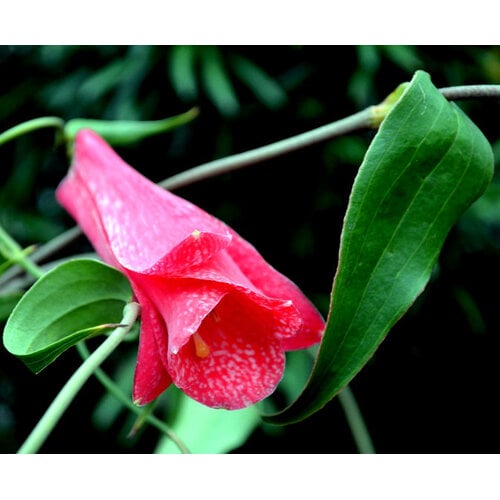 Bloemen-flowers Lapageria rosea - Copihue