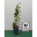 Bloemen-flowers Lapageria rosea - Chileense belvormige bloem