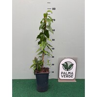 Bloemen-flowers Lapageria rosea - Copihue