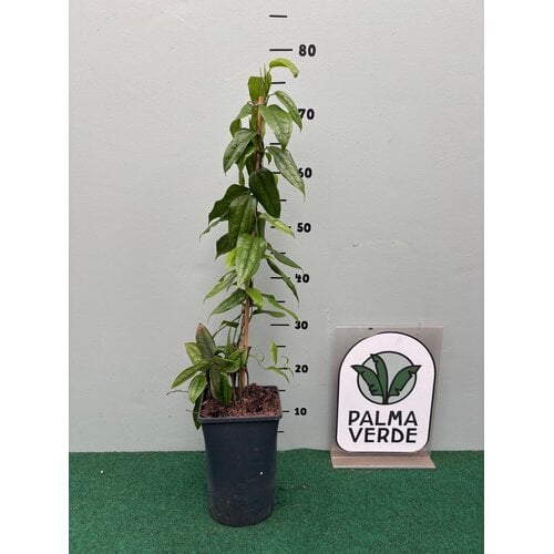 Bloemen-flowers Lapageria rosea - Copihue