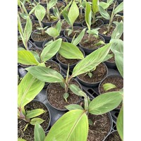 Bananen-bananas Musa chini champa - Suikerbanaan