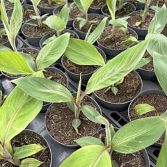 Bananen-bananas Musa chini champa - Sugar Banana