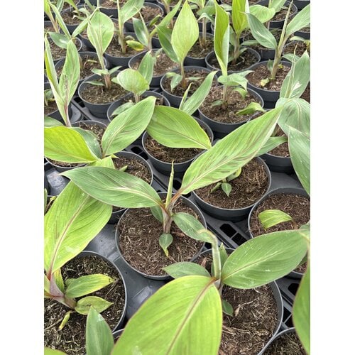 Bananen-bananas Musa chini champa - Suikerbanaan