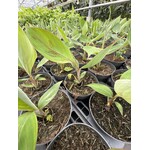 Bananen-bananas Musa chini champa - Sugar Banana