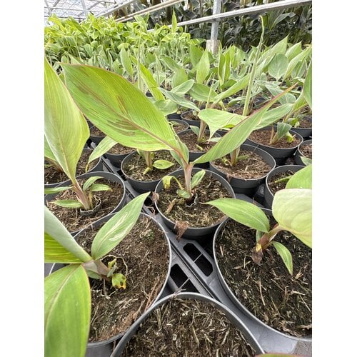 Bananen-bananas Musa chini champa - Suikerbanaan