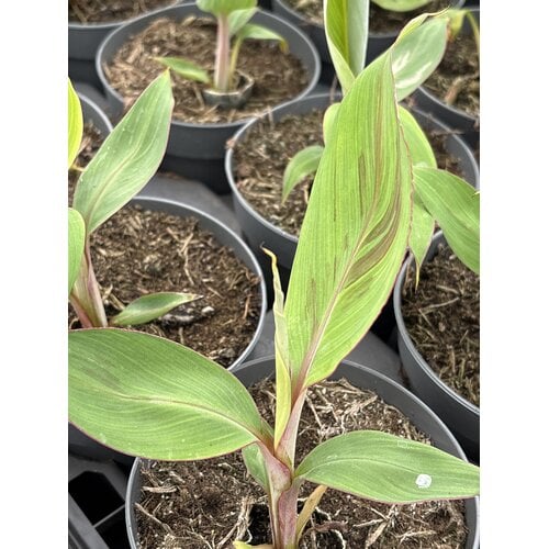 Bananen-bananas Musa chini champa - Suikerbanaan