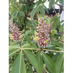 Eetbare tuin-edible garden Aesculus indica - Indische paardenkastanje