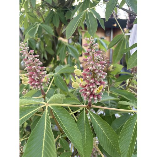 Eetbare tuin-edible garden Aesculus indica - Indian Horse Chestnut