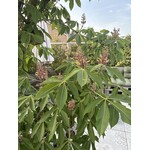 Eetbare tuin-edible garden Aesculus indica - marronnier d’Inde de l’Himalaya