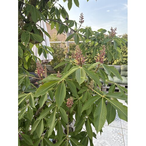 Eetbare tuin-edible garden Aesculus indica - Indische paardenkastanje