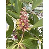 Eetbare tuin-edible garden Aesculus indica - Indian Horse Chestnut