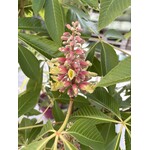 Eetbare tuin-edible garden Aesculus indica - marronnier d’Inde de l’Himalaya