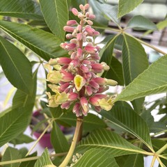 Eetbare tuin-edible garden Aesculus indica - Indische paardenkastanje