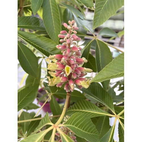 Eetbare tuin-edible garden Aesculus indica - marronnier d’Inde de l’Himalaya
