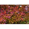 Eetbare tuin-edible garden Acer saccharum - Suikeresdoorn - Canadese Es
