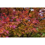 Eetbare tuin-edible garden Acer saccharum - Suikeresdoorn - Canadese Es