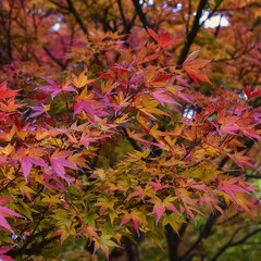 Eetbare tuin-edible garden Acer saccharum - Sugar Maple - Canadian Ash