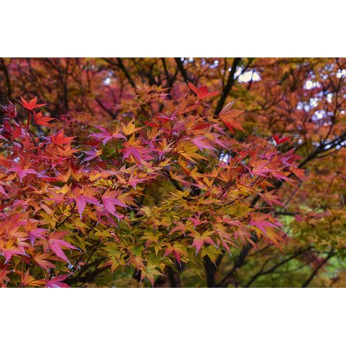 Eetbare tuin-edible garden Acer saccharum - Suikeresdoorn - Canadese Es