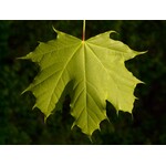 Eetbare tuin-edible garden Acer saccharum - Érable à sucre - Frêne du Canada