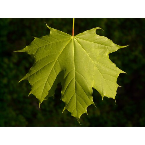Eetbare tuin-edible garden Acer saccharum - Érable à sucre - Frêne du Canada