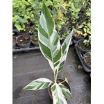Bananen-bananas Musa florida variegata - Banane de Floride - Banane panachée