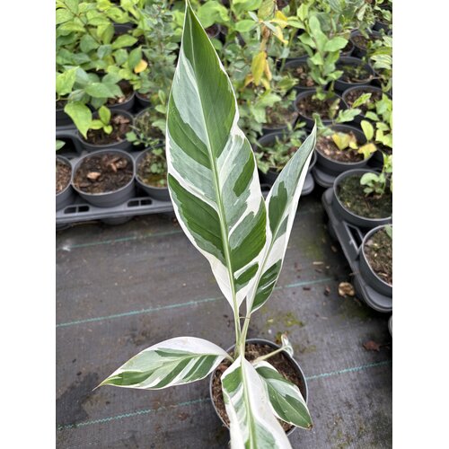 Bananen-bananas Musa florida variegata - Banane de Floride - Banane panachée