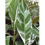 Bananen-bananas Musa florida variegata - Banane de Floride - Banane panachée