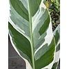 Bananen-bananas Musa florida variegata - Florida banana - Variegated banana