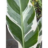Bananen-bananas Musa florida variegata - Banane de Floride - Banane panachée
