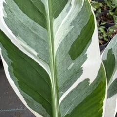 Bananen-bananas Musa florida variegata - Banane de Floride - Banane panachée