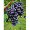 Eetbare tuin-edible garden Vitis vinifera  Alphonso Lavalle - Vigne cultivée