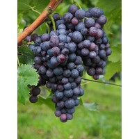 Eetbare tuin-edible garden Vitis vinifera Alphonso Lavalle - Tafeldruif