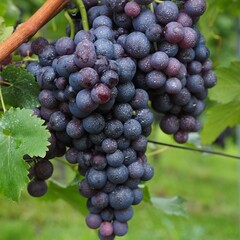 Eetbare tuin-edible garden Vitis vinifera Alphonso Lavalle - Red grapevine