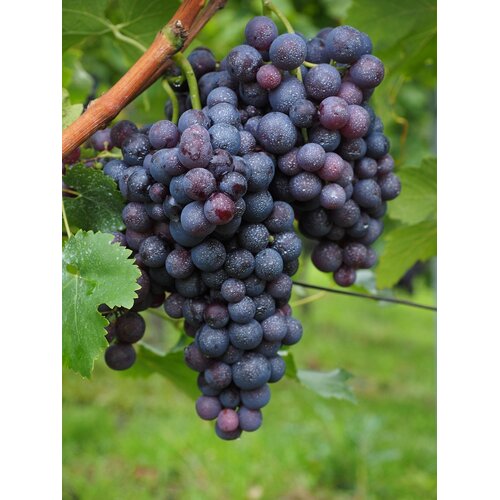 Eetbare tuin-edible garden Vitis vinifera Alphonso Lavalle - Tafeldruif