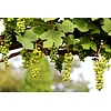 Eetbare tuin-edible garden Vitis vinifera - Vigne cultivée