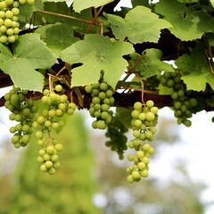 Eetbare tuin-edible garden Vitis vinifera - Vigne cultivée
