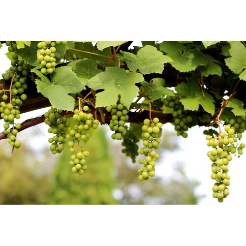Eetbare tuin-edible garden Vitis vinifera Moscato di Terracina