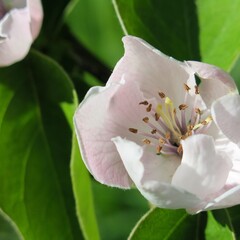 Eetbare tuin-edible garden Cydonia oblonga "Vranja" - Quince