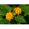 Bloemen-flowers Lantana camara - Common lantana