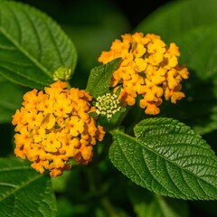 Bloemen-flowers Lantana camara - Common lantana